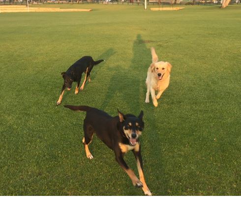 dogs running in park_crop